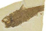 Bargain, Detailed Fossil Fish (Knightia) - Wyoming #331074-1